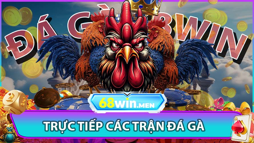 Trực Tiếp Các Trận Đá Gà Từ Trường Gà Quốc Tế
